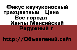 Фикус каучуконосный трехцветный › Цена ­ 500 - Все города  »    . Ханты-Мансийский,Радужный г.